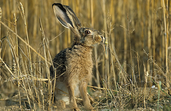 Feldhase (Lepus europaeus)