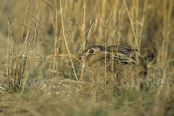 Feldhase (Lepus europaeus)