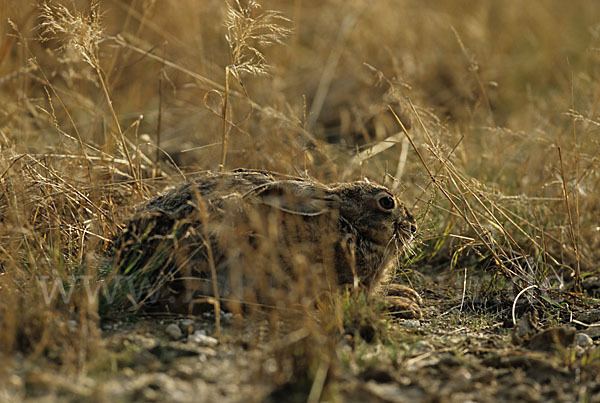 Feldhase (Lepus europaeus)