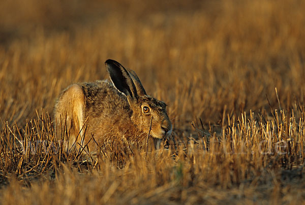 Feldhase (Lepus europaeus)