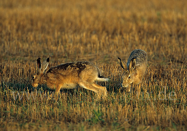 Feldhase (Lepus europaeus)