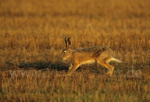 Feldhase (Lepus europaeus)