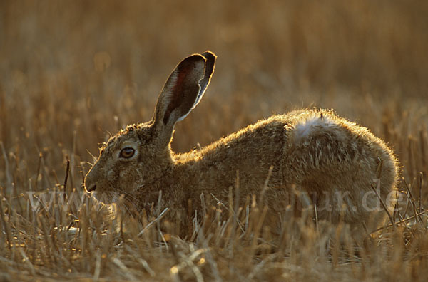 Feldhase (Lepus europaeus)