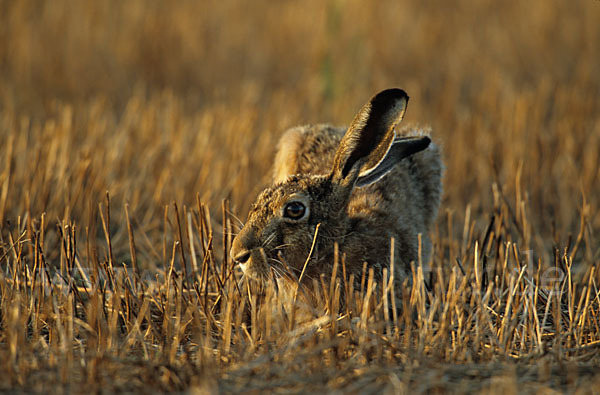 Feldhase (Lepus europaeus)