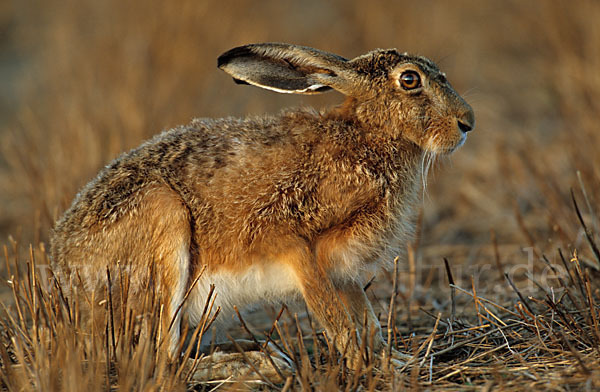 Feldhase (Lepus europaeus)