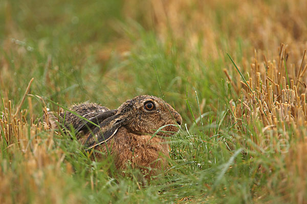 Feldhase (Lepus europaeus)