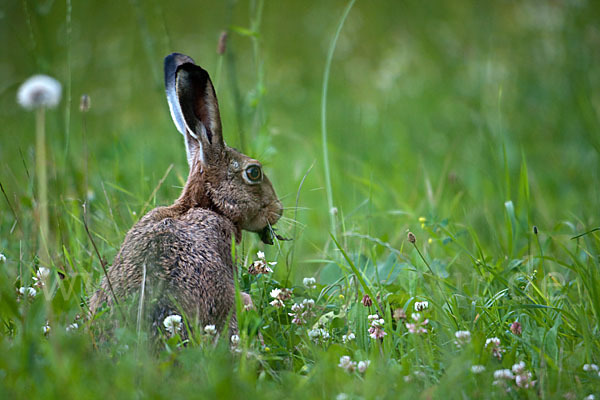 Feldhase (Lepus europaeus)