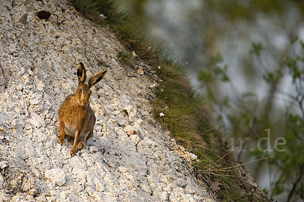 Feldhase (Lepus europaeus)