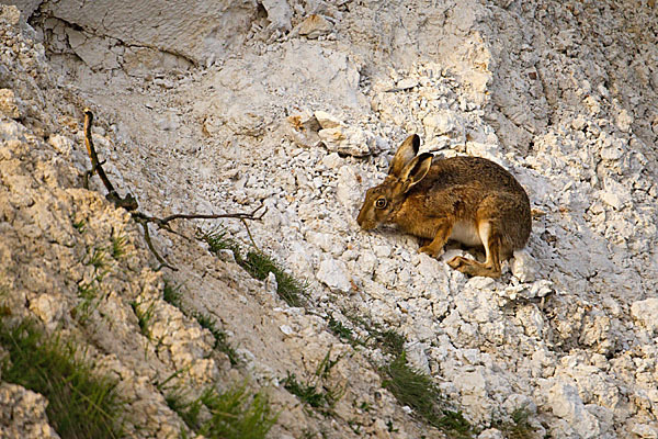 Feldhase (Lepus europaeus)