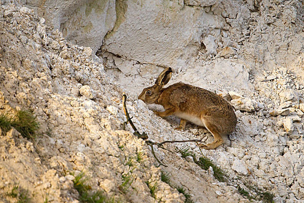 Feldhase (Lepus europaeus)