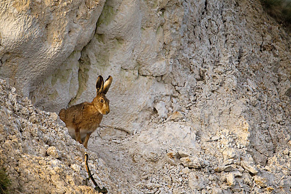 Feldhase (Lepus europaeus)