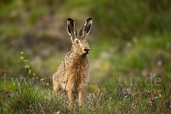 Feldhase (Lepus europaeus)