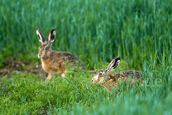 Feldhase (Lepus europaeus)