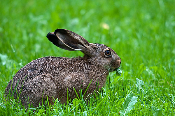 Feldhase (Lepus europaeus)