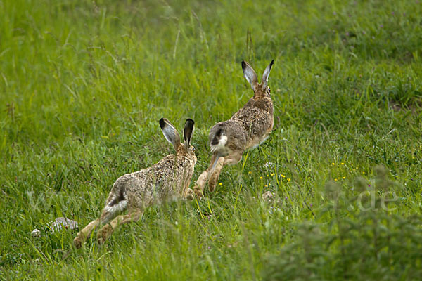 Feldhase (Lepus europaeus)