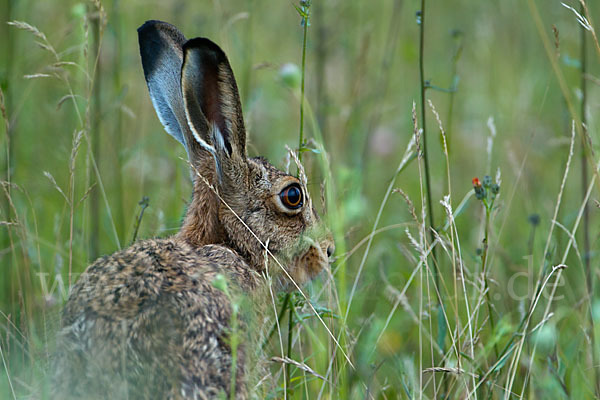 Feldhase (Lepus europaeus)