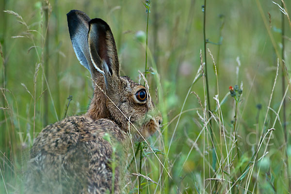 Feldhase (Lepus europaeus)