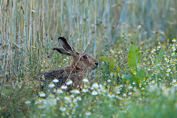 Feldhase (Lepus europaeus)