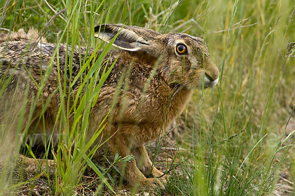 Feldhase (Lepus europaeus)