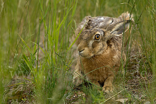 Feldhase (Lepus europaeus)