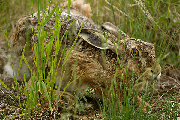 Feldhase (Lepus europaeus)