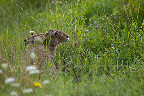 Feldhase (Lepus europaeus)