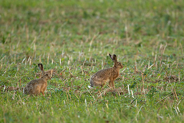 Feldhase (Lepus europaeus)