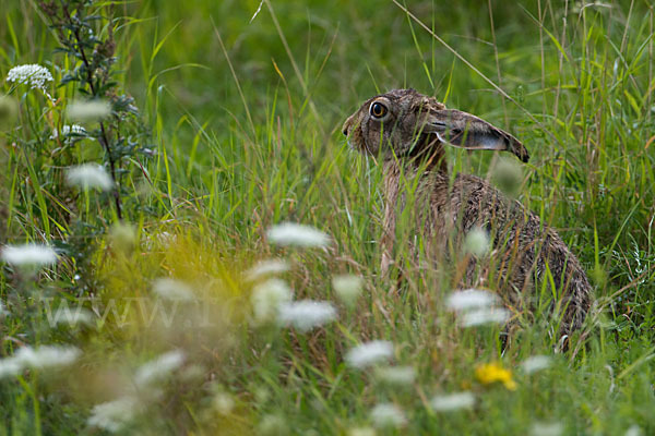 Feldhase (Lepus europaeus)