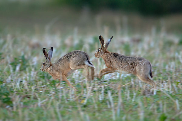 Feldhase (Lepus europaeus)