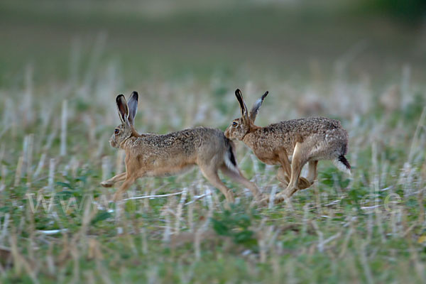 Feldhase (Lepus europaeus)