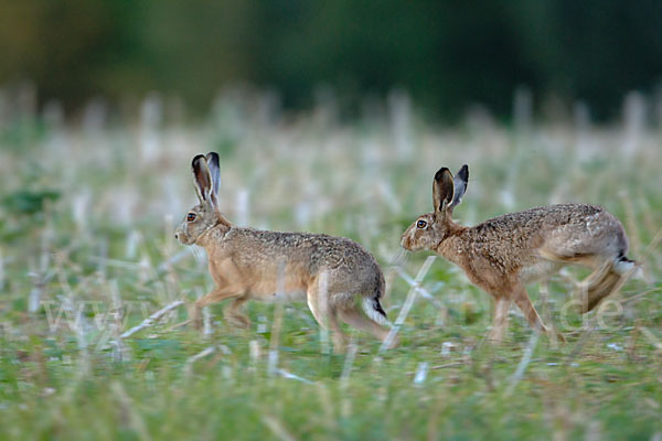 Feldhase (Lepus europaeus)