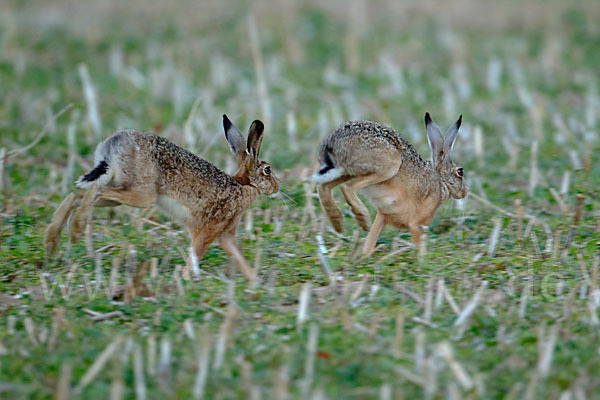 Feldhase (Lepus europaeus)