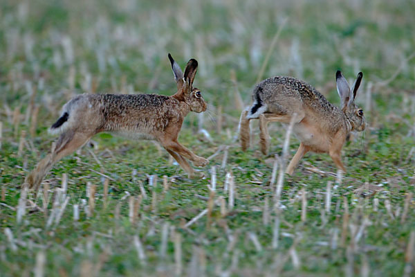 Feldhase (Lepus europaeus)