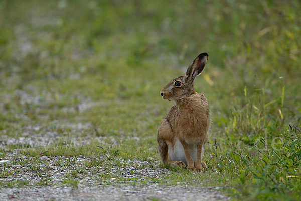 Feldhase (Lepus europaeus)