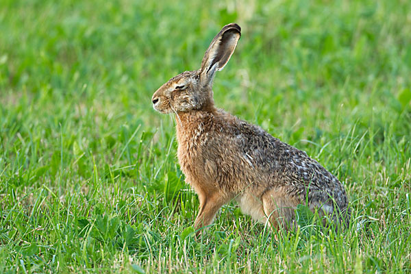 Feldhase (Lepus europaeus)