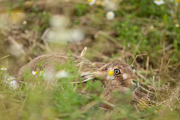 Feldhase (Lepus europaeus)