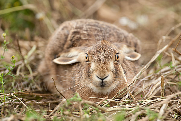 Feldhase (Lepus europaeus)