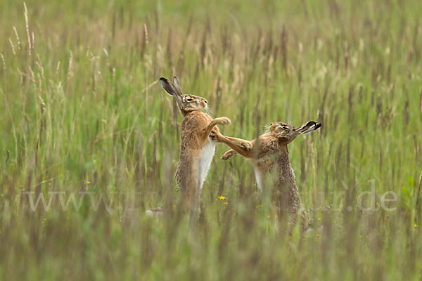 Feldhase (Lepus europaeus)