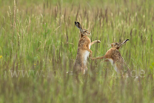 Feldhase (Lepus europaeus)