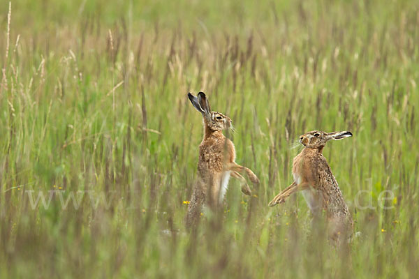 Feldhase (Lepus europaeus)