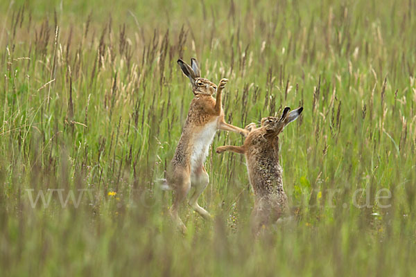 Feldhase (Lepus europaeus)