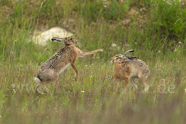 Feldhase (Lepus europaeus)