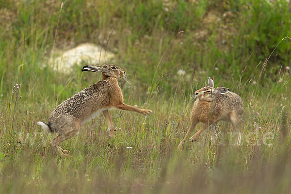 Feldhase (Lepus europaeus)