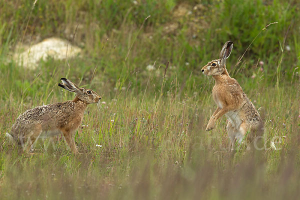 Feldhase (Lepus europaeus)