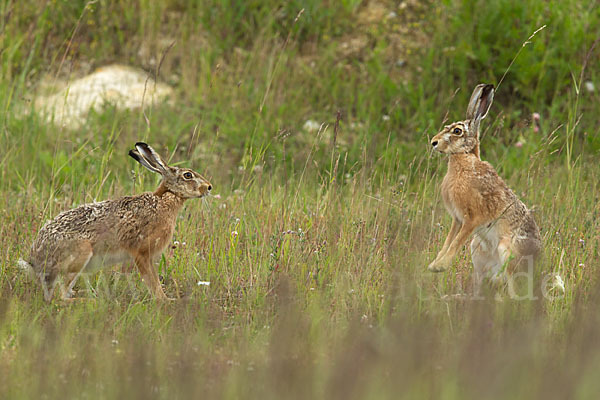 Feldhase (Lepus europaeus)