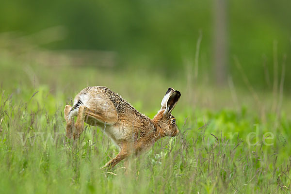 Feldhase (Lepus europaeus)