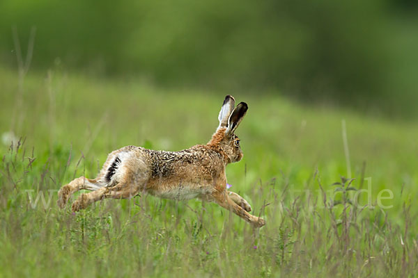 Feldhase (Lepus europaeus)