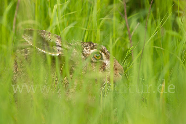 Feldhase (Lepus europaeus)