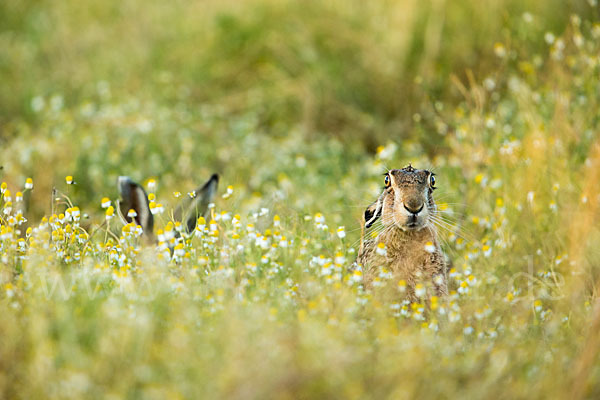 Feldhase (Lepus europaeus)