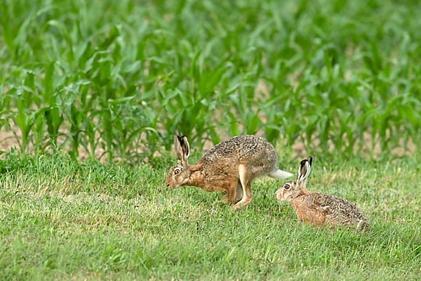 Feldhase (Lepus europaeus)